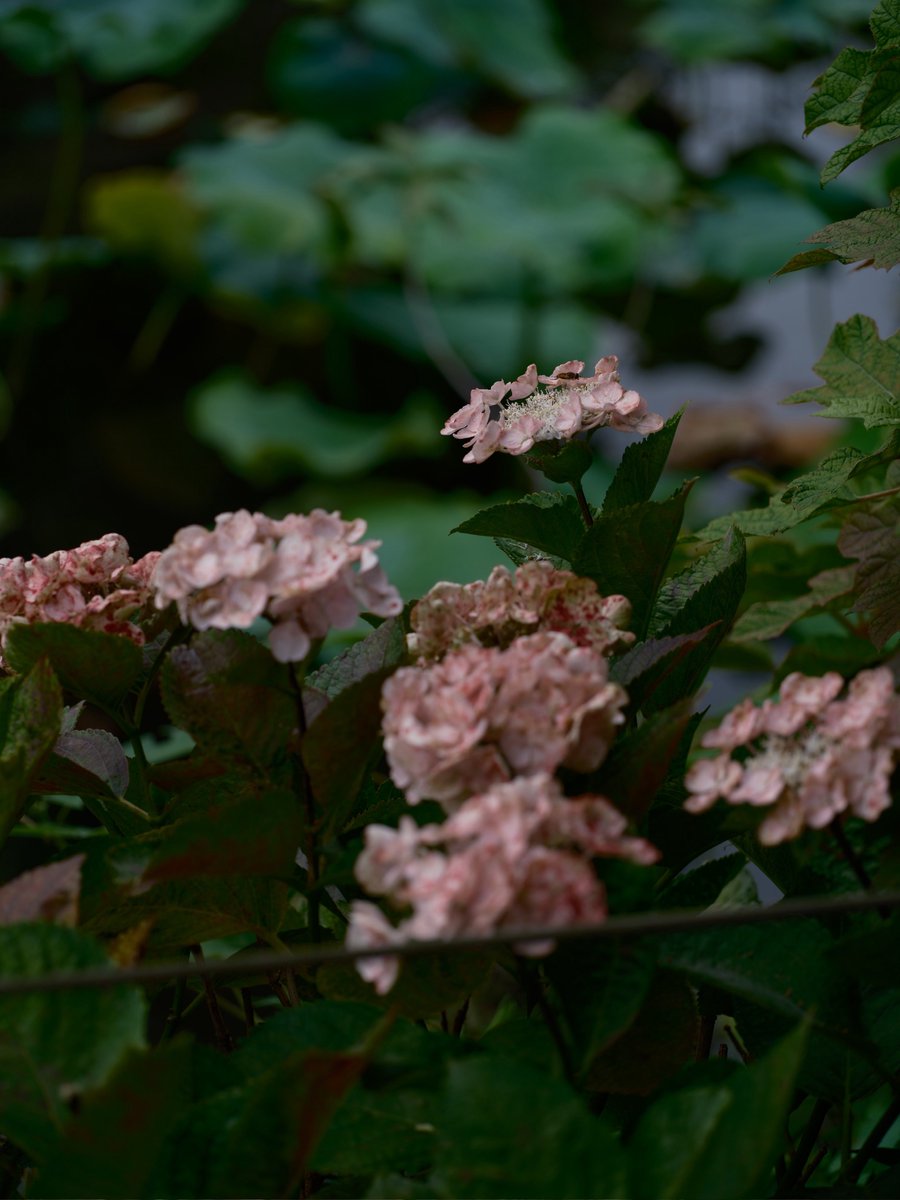 ValeLawson's tweet photo. おはよんございます
上野はまだ紫陽花も撮れます

Fujifilm GFX100SⅡ
GF100-200mm f5.6 R LM OIS WR https://t.co/igIFB6Q219