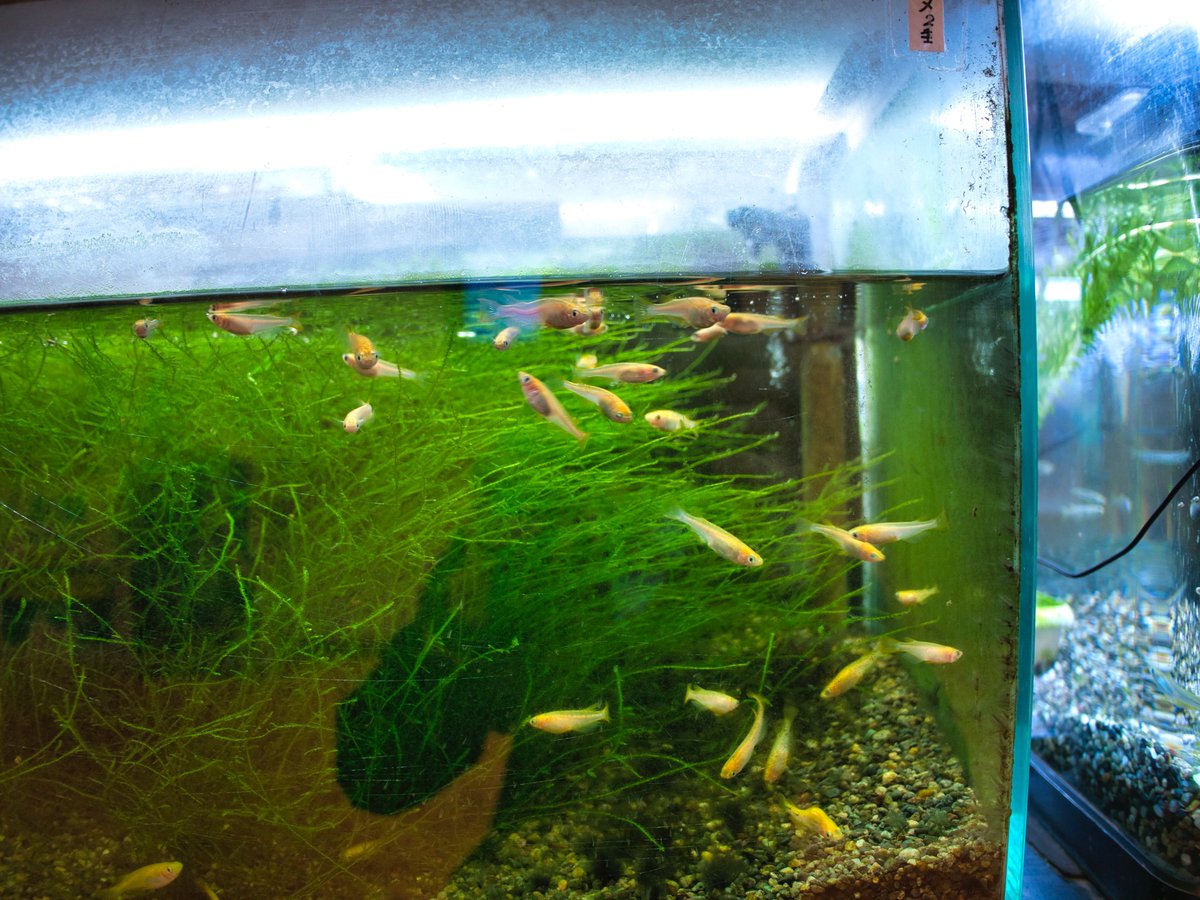 siancarp's tweet photo. 前橋市児童文化センターに立ち寄りました。

水族館というより、公園や児童館に併設された身近な水辺展示という印象です。

フナは見当たりませんでしたが、メダカ展示が充実しており、宇宙メダカや品種メダカ、地域の川魚を観察できます。子どもが水辺の生き物に親しむきっかけになる施設でした。 https://t.co/haRWxcY4tZ