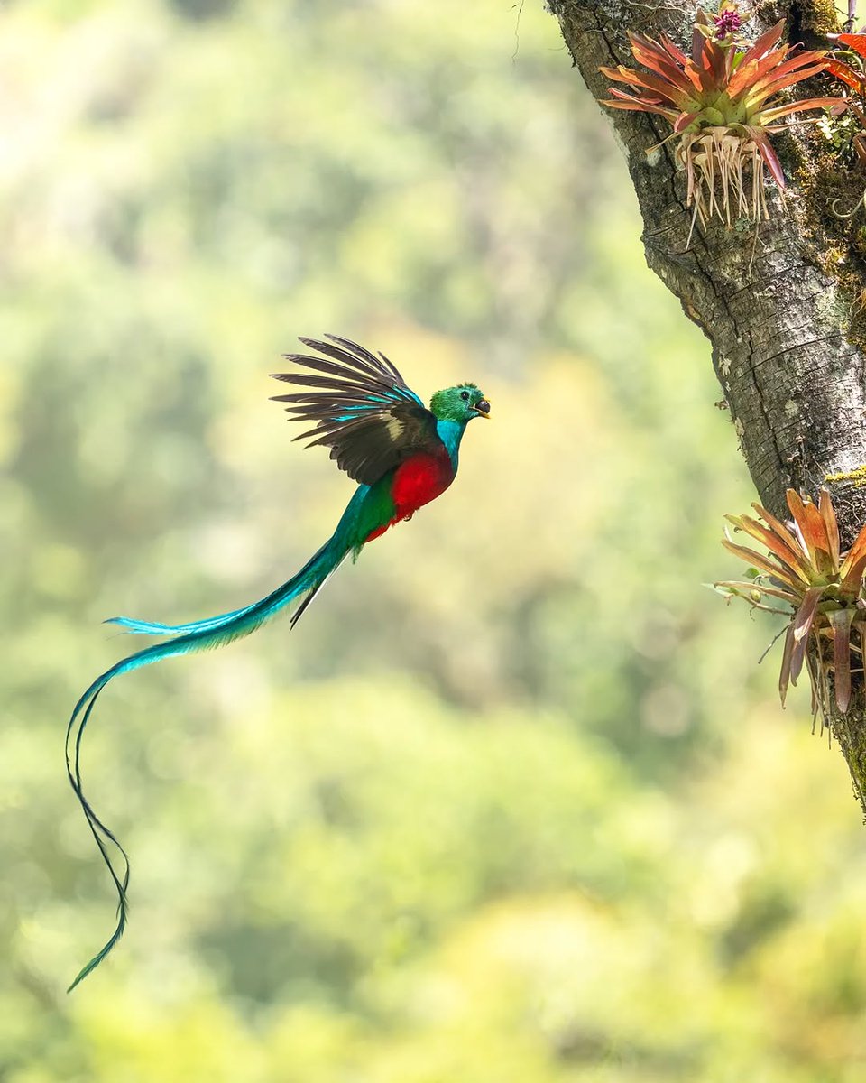 agropecuario_b's tweet photo. De las aves más hermosas de nuestros bosques tropicales de América 

El Quetzal..
#naturaleza https://t.co/hxfkPCnxQM
