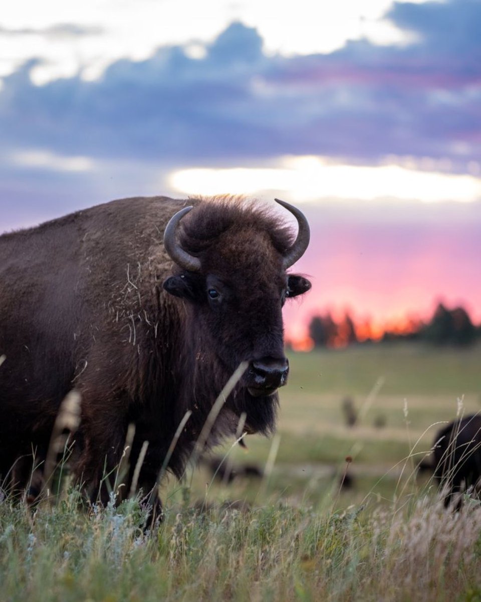 sdgoed's tweet photo. Happy National Bison Month!  

In South Dakota, we’re proud to celebrate an iconic species that's woven into our wildlife heritage, strengthens our economy, and enhances our quality of life. https://t.co/2GB5qi5n6V