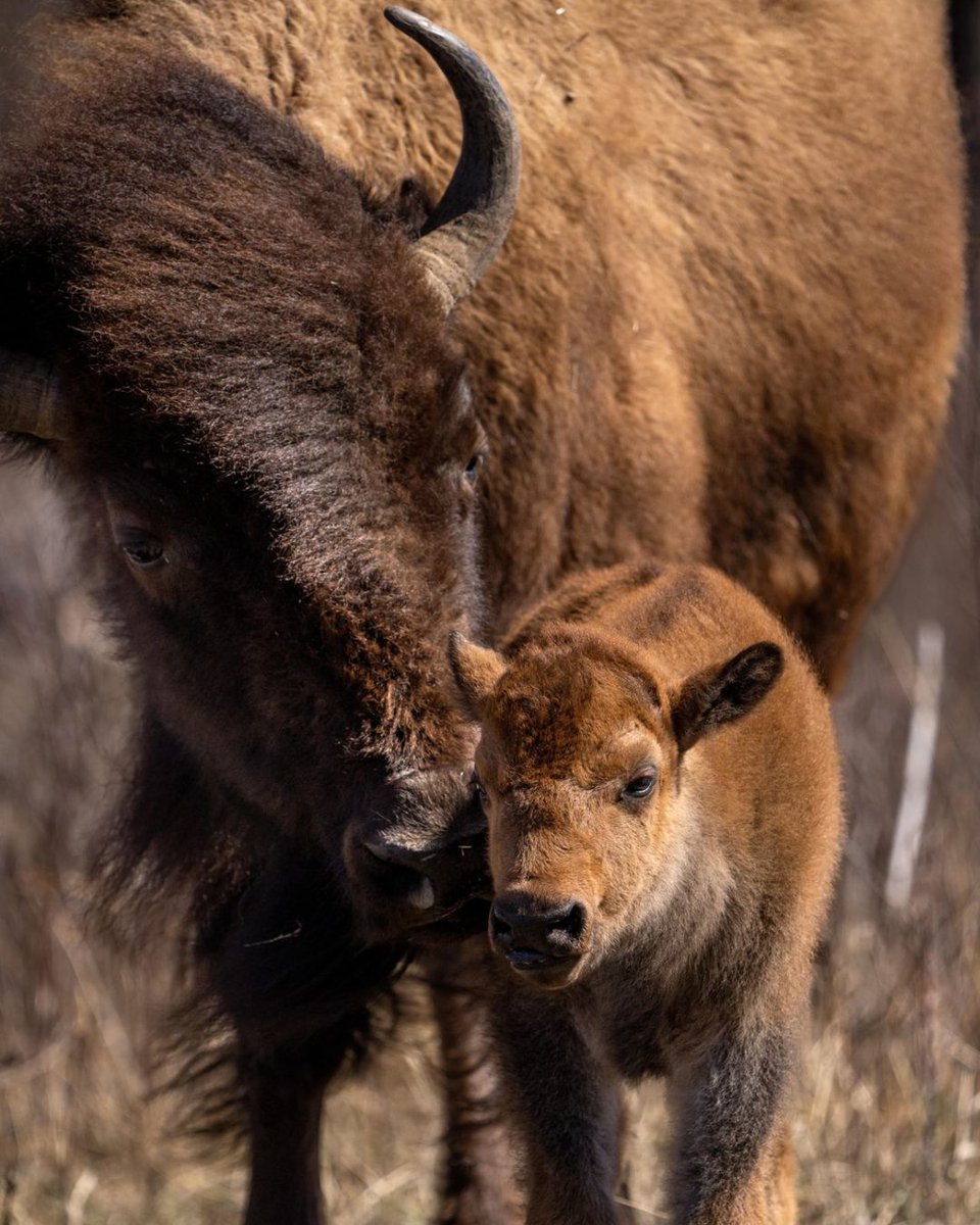 sdgoed's tweet photo. Happy National Bison Month!  

In South Dakota, we’re proud to celebrate an iconic species that's woven into our wildlife heritage, strengthens our economy, and enhances our quality of life. https://t.co/2GB5qi5n6V