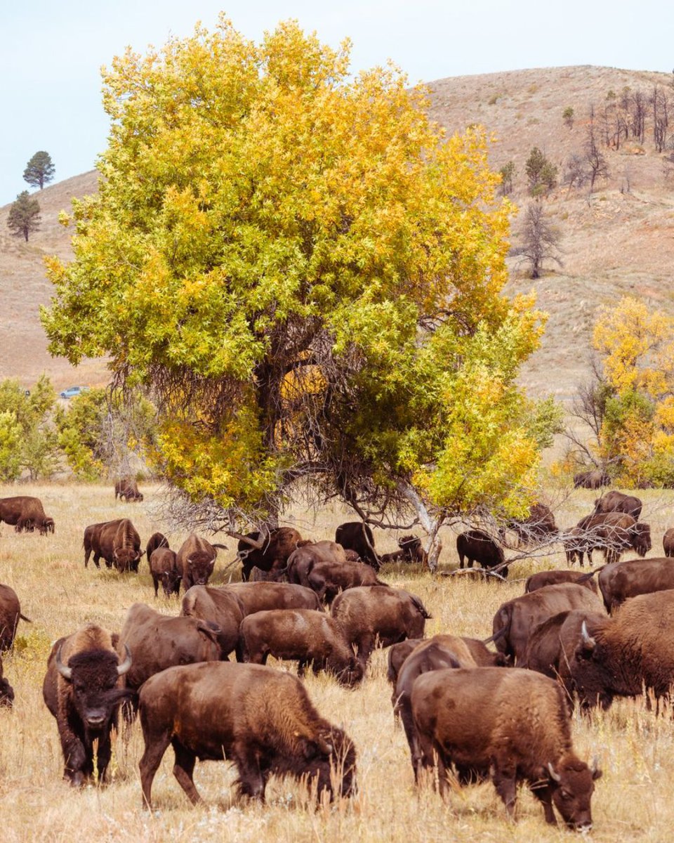 sdgoed's tweet photo. Happy National Bison Month!  

In South Dakota, we’re proud to celebrate an iconic species that's woven into our wildlife heritage, strengthens our economy, and enhances our quality of life. https://t.co/2GB5qi5n6V