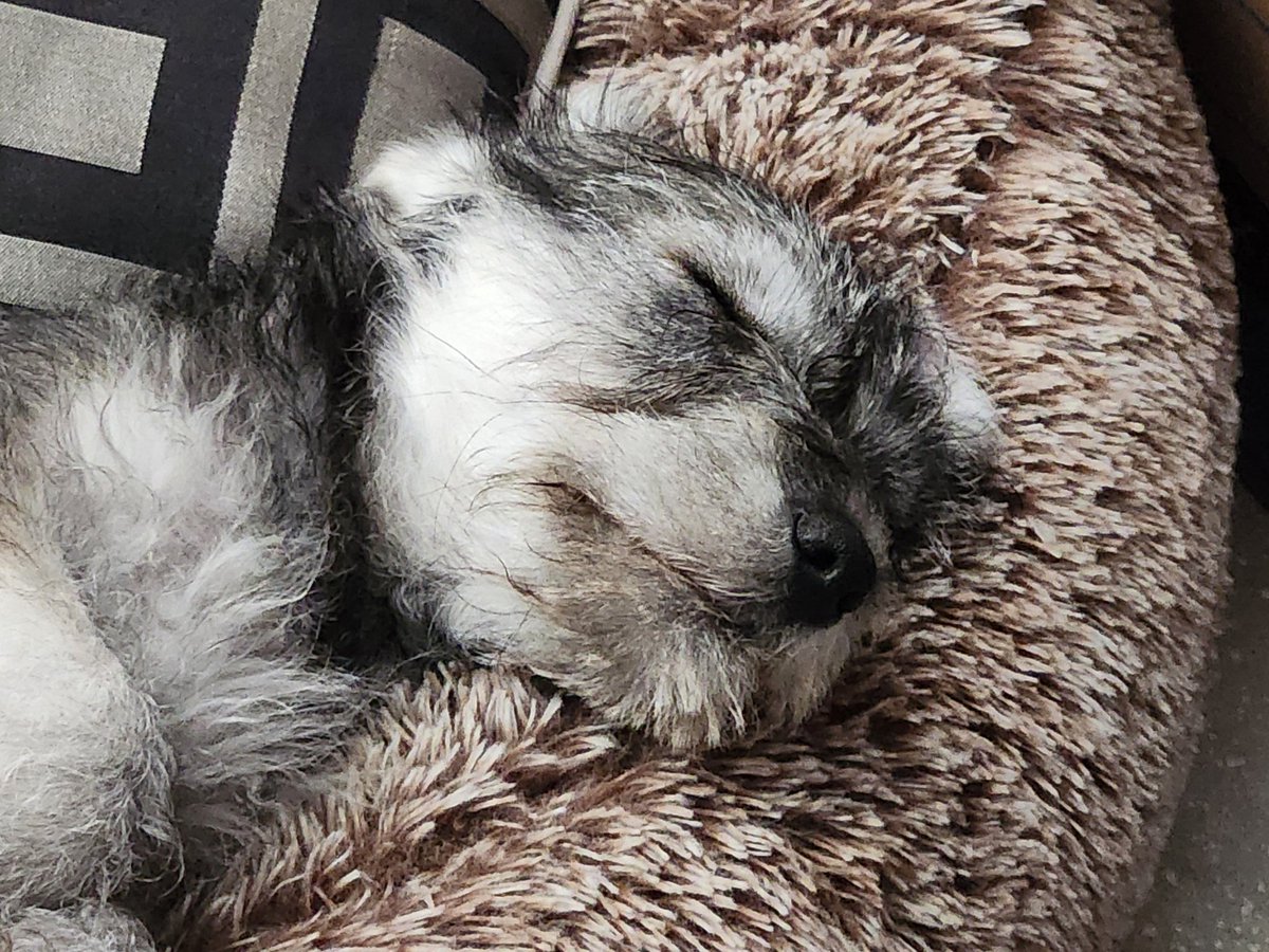 threeaces11's tweet photo. Please help folks, what would you name him?!  Please retweet for more suggestions https://t.co/f0HFSqa6BI
