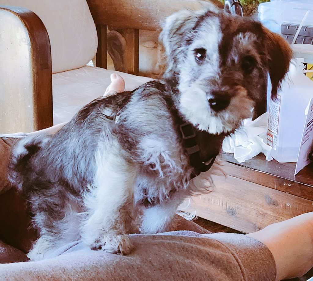 threeaces11's tweet photo. Please help folks, what would you name him?!  Please retweet for more suggestions https://t.co/f0HFSqa6BI