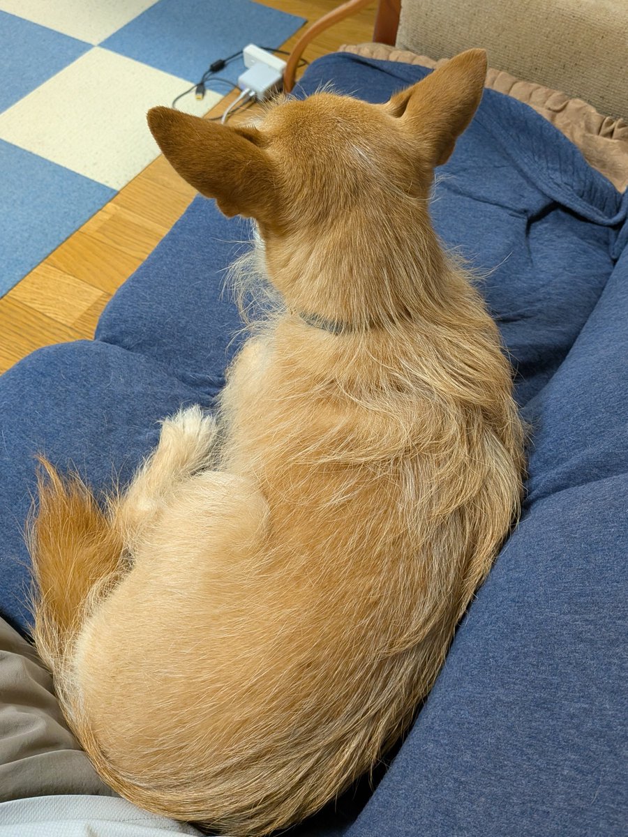 犬ちゃん 犬ちゃん (@dogchan1010) / Posts / X