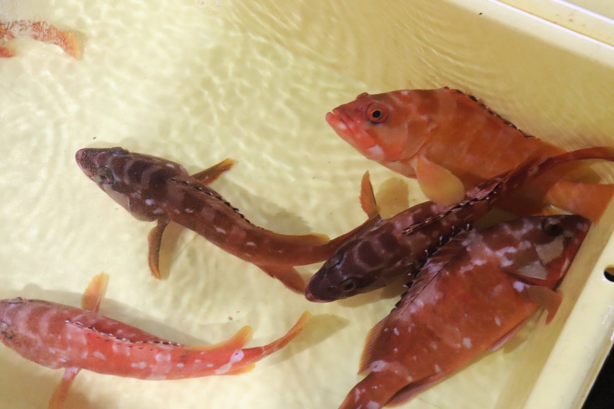 izunoumigasuki's tweet photo. 2026. 07.02

今朝、伊東魚市場に水揚げされた魚たちです🐟
どれもこれも美味しそうです😋

#伊東魚市場
#伊豆いとう地魚王国
#地魚美味しい
#伊豆の海が好き
#魚を食べよう
#水産資源を大切に
#さかなの日

写　　真・・・
左上・・アカハタ
左下・・トビウオ
右上・・クロシビカマス
右下・・メダイ https://t.co/iJCTmbRXJP