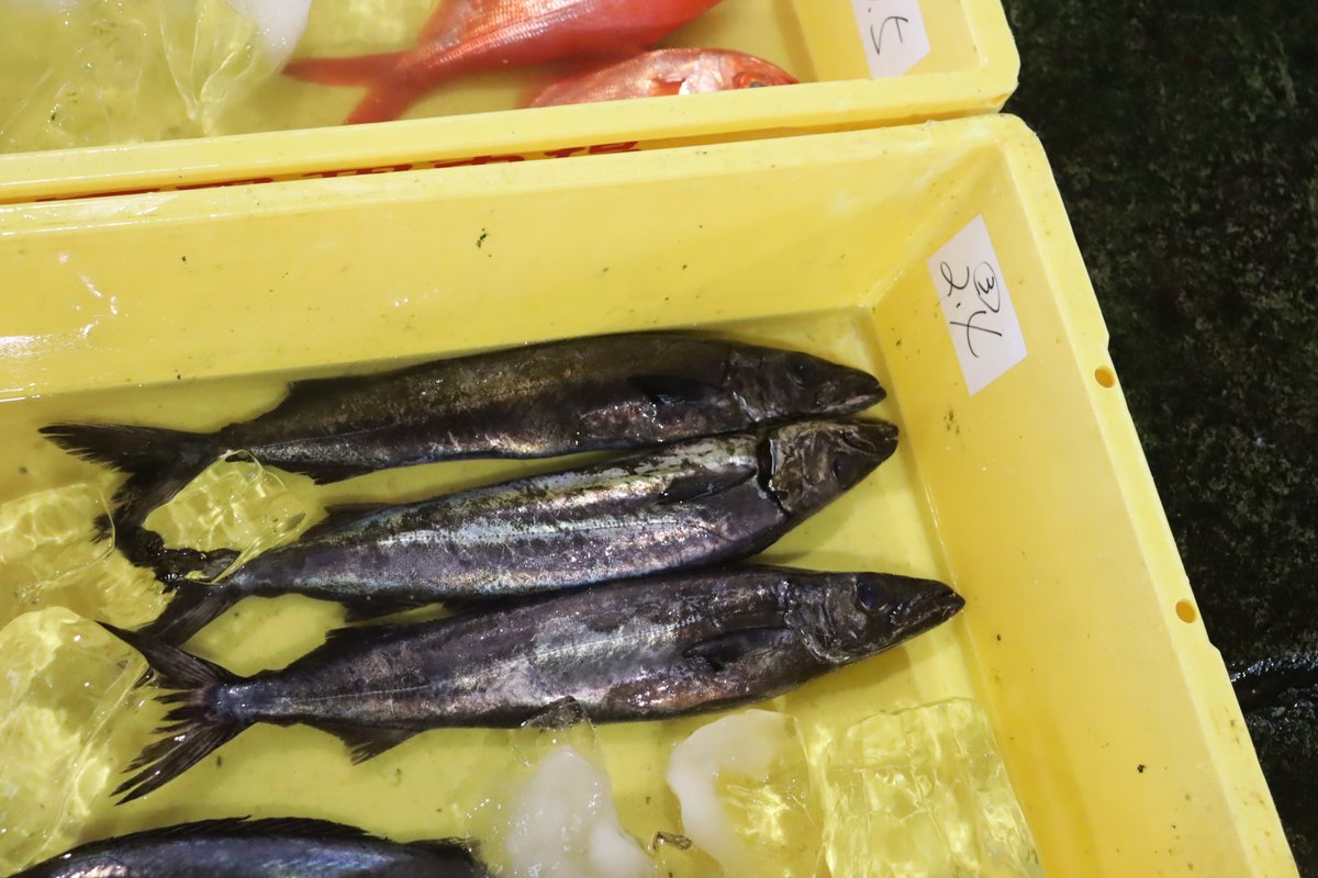 izunoumigasuki's tweet photo. 2026. 07.02

今朝、伊東魚市場に水揚げされた魚たちです🐟
どれもこれも美味しそうです😋

#伊東魚市場
#伊豆いとう地魚王国
#地魚美味しい
#伊豆の海が好き
#魚を食べよう
#水産資源を大切に
#さかなの日

写　　真・・・
左上・・アカハタ
左下・・トビウオ
右上・・クロシビカマス
右下・・メダイ https://t.co/iJCTmbRXJP