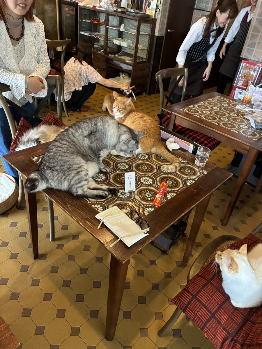 nekobuneko's tweet photo. こりゃ大変
ほぼ座れない喫茶店☕︎ https://t.co/PT8O1uYgXy