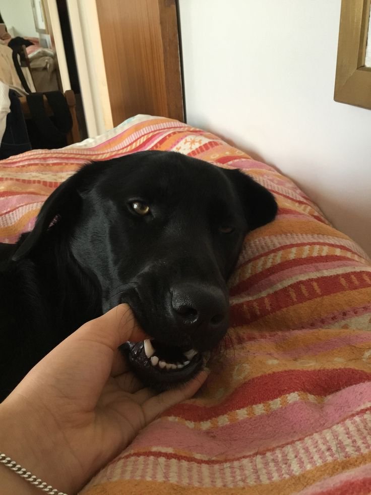 Knottskimberly0's tweet photo. I love my boo🐶🐾so much❤️,DM me for more exclusive contents &amp; menu via my official link https://t.co/PuUuPGx92R
https://t.co/PuUuPGx92R
https://t.co/PuUuPGx92R

#Zoo #Content #Selling #Zoophile #Dogs #Me #USA #Love #Blond #MadeinUSA https://t.co/qeklBW963g
