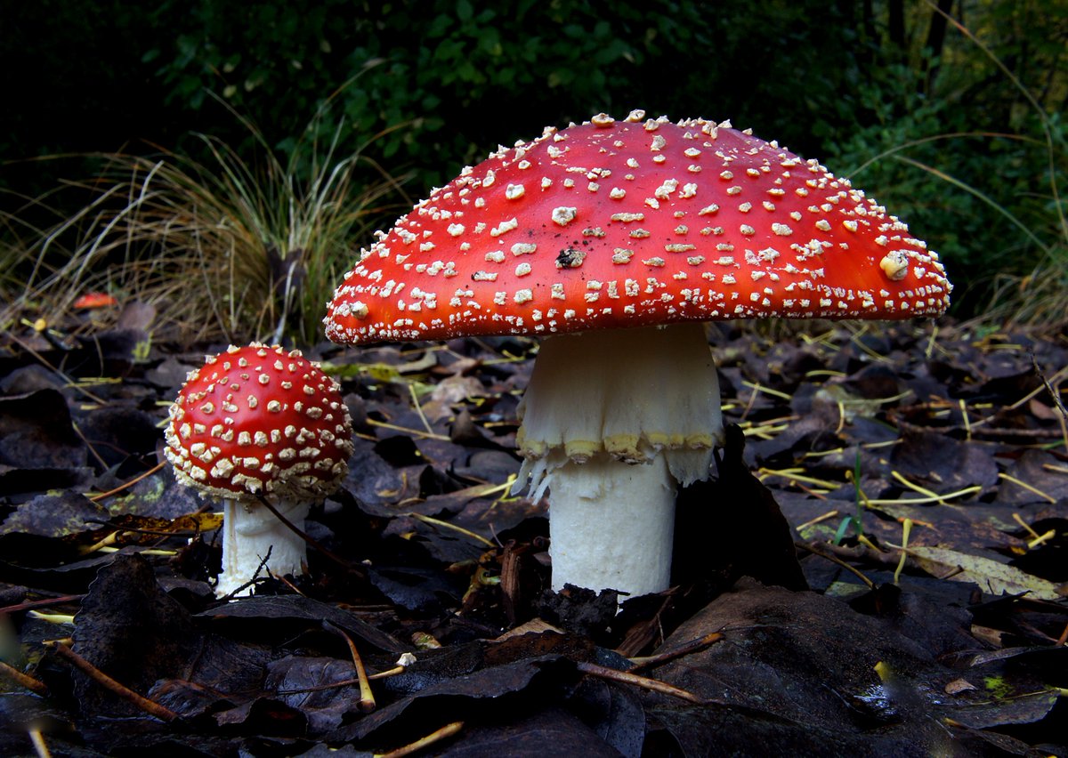 Aztek_Raptor's tweet photo. Poisonous Mushroom Sprite is primarily inspired by the "Amanita muscaria" mushroom.  
The sprite poisons the player when it takes damage. The higher the sprit's level, the greater the damage and the longer the effect lasts. https://t.co/YDv3ie9yLA