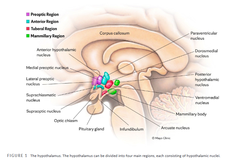 HeadacheJournal's tweet photo. What happens before #migraine #pain begins?

🧠A new review explores evidence that the #hypothalamus may play a central role in the migraine #prodrome, the earliest phase of an attack.

📖 Read more: https://t.co/D2Rr8Y6rDL
Shane Root MD &amp; @schwedtt https://t.co/Q5yyGCbYKc