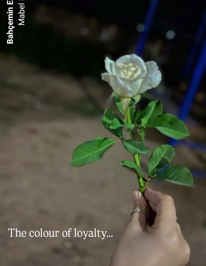 Naziremmm00's tweet photo. Sadakatin temsili beyaz        
gül... Bahçemin en dikenli gülü ama en ihtişamlı olanı. Tıpkı sadakat gibi... https://t.co/Or49l1s3Le
