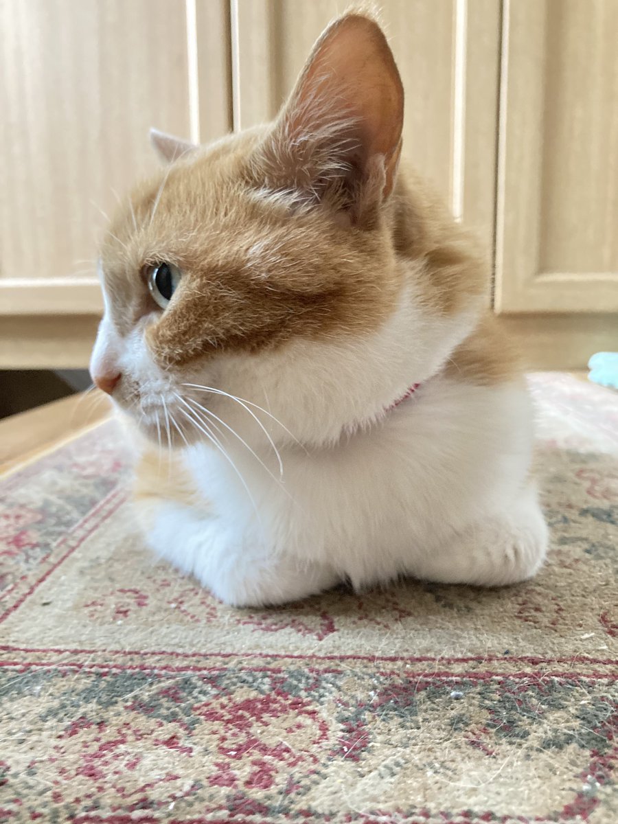 bunちゃん (@bunchan5) / Posts / X