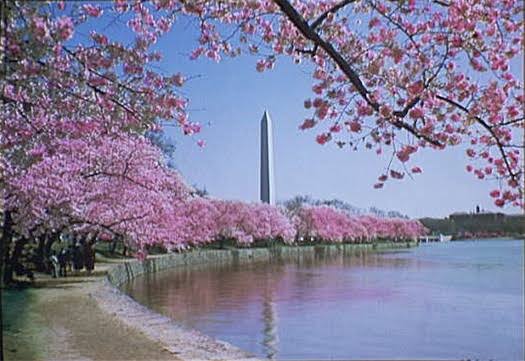 DougWahl1's tweet photo. THIS CANNOT BE ALLOWED TO HAPPEN!

Trump wants to cut down Washington DC's oldest grove of cherry trees along and eliminate the public biking path and picnic areas so he can build a golf course on public land, using public dollars, and taking spaces away from the public. https://t.co/VOC5zoHddo