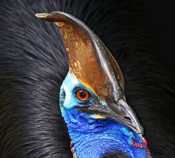 KunoEarth's tweet photo. Cassowary by David Clode https://t.co/avkCrHKZf7