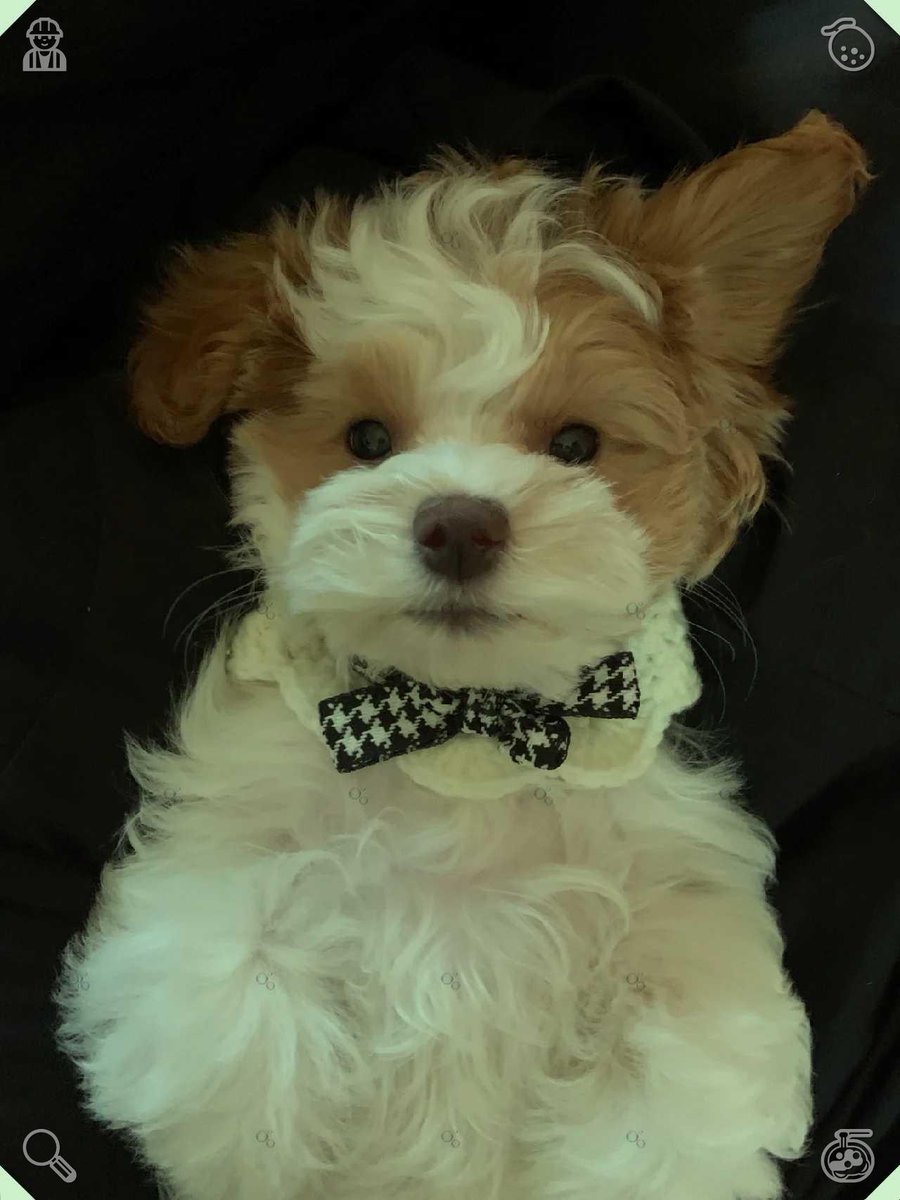 BrettErnish's tweet photo. 足球最迷人的地方在于，它能在逆境中创造希望，在奋斗中孕育奇迹，并在长期的坚持中收获宝贵的成长。📬小猫正在玩一个柔软的面料球。 https://t.co/IDV79teirX