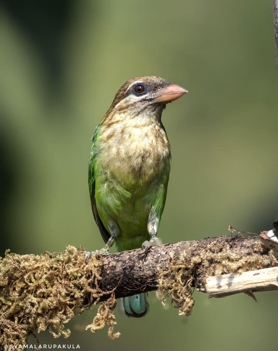 tenhyd's tweet photo. #indiaves #ThePhotoHour #BirdsOfTwitter #TwitterNatureCommunity #wildplanet #wildlife #BBCWildlifePOTD  #BirdsSeenIn2026 #NatureIn_Focus #birdtwitter #birds #natgeoindia White-cheeked Barbet https://t.co/0e5SJQj3aO