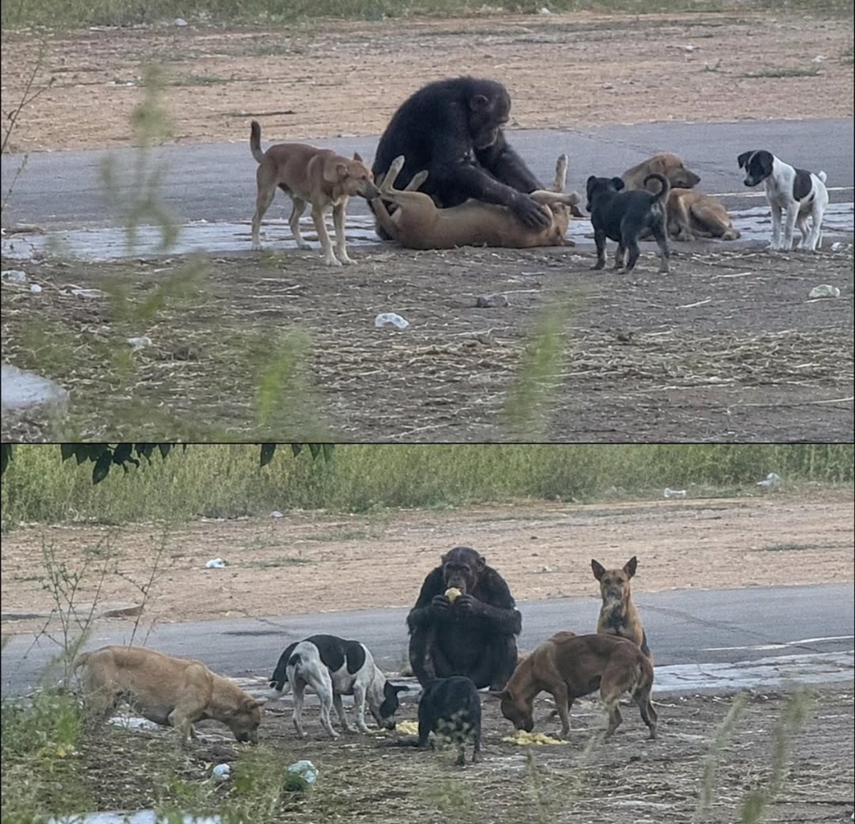 Puppieslover's tweet photo. Chimpanzee seen living with stray dogs after losing his entire troops https://t.co/UdiC3IGMR2