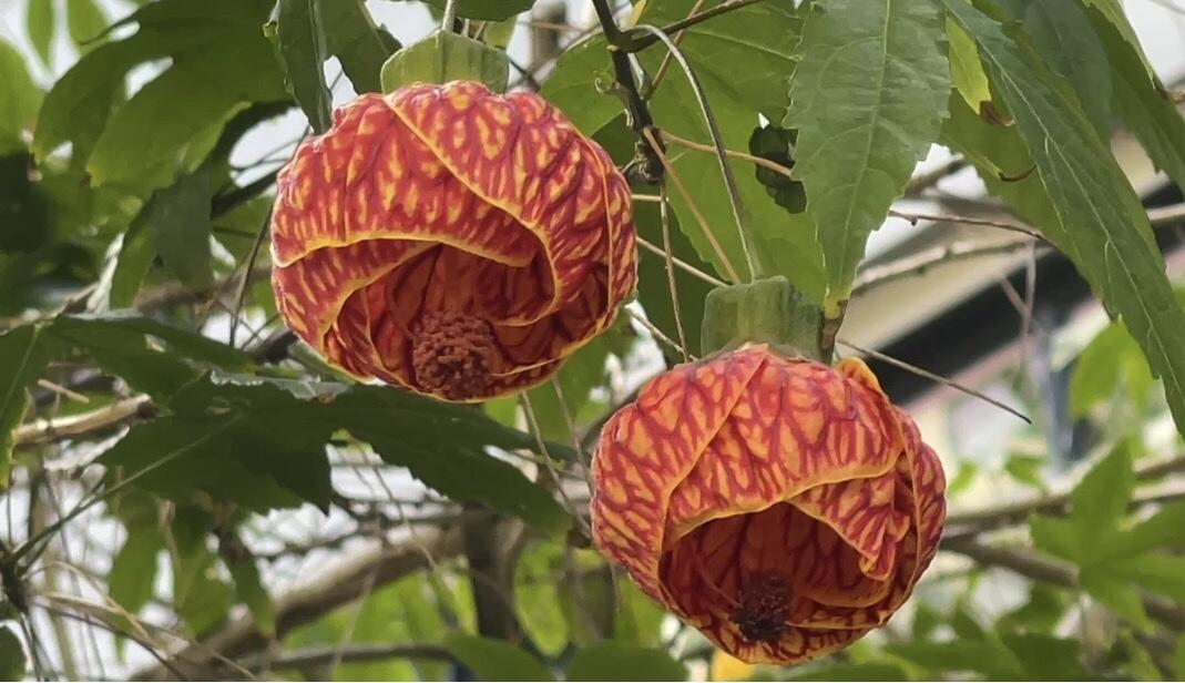MaxASterling1's tweet photo. Discovering a new plant 😄 Its flowers resemble small lanterns, with golden petals covered in red veins. It belongs to the Malvaceae family, the same family as hibiscus and rose of Sharon. Its leaves somewhat resemble maple leaves, hence its English name, Flowering Maple. https://t.co/jN4oajv0xl