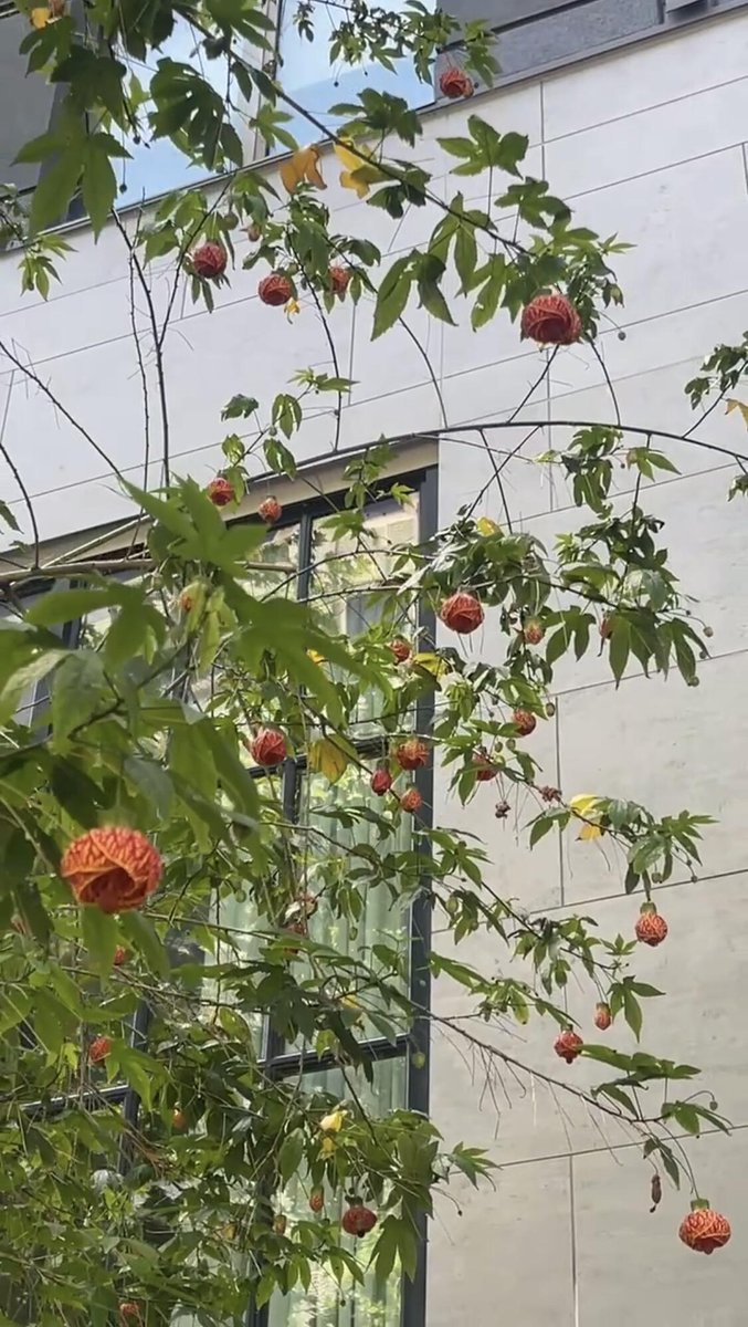 MaxASterling1's tweet photo. Discovering a new plant 😄 Its flowers resemble small lanterns, with golden petals covered in red veins. It belongs to the Malvaceae family, the same family as hibiscus and rose of Sharon. Its leaves somewhat resemble maple leaves, hence its English name, Flowering Maple. https://t.co/jN4oajv0xl