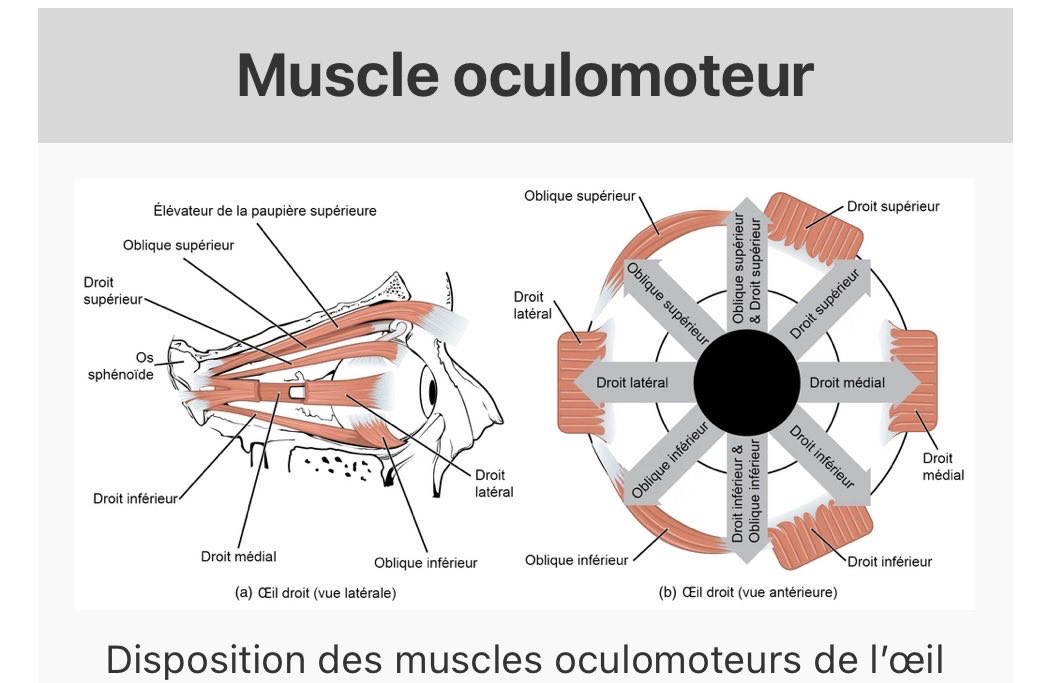 Bour_selma's tweet photo. @OGdukeneurosurg This is the eye and the muscles surrounding it. But why does the pupil appear so large? https://t.co/87NG9EqSyB