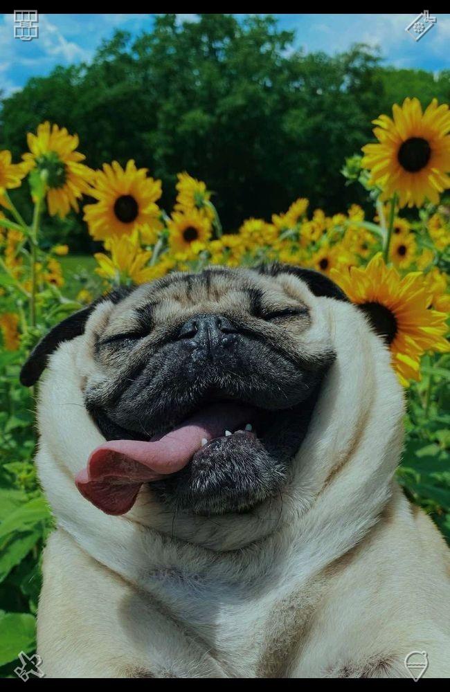 DiosbertT's tweet photo. “Rain is beneficial for the garden,” he remarks, “as it aids flower growth.” Clara nods with a smile, adding, “It’s also good for the soul. It serves as a reminder that even difficult days have a purpose, helping us grow and heal.” Bird Exhibition: The birds are drawn https://t.co/nIT0V37SKP
