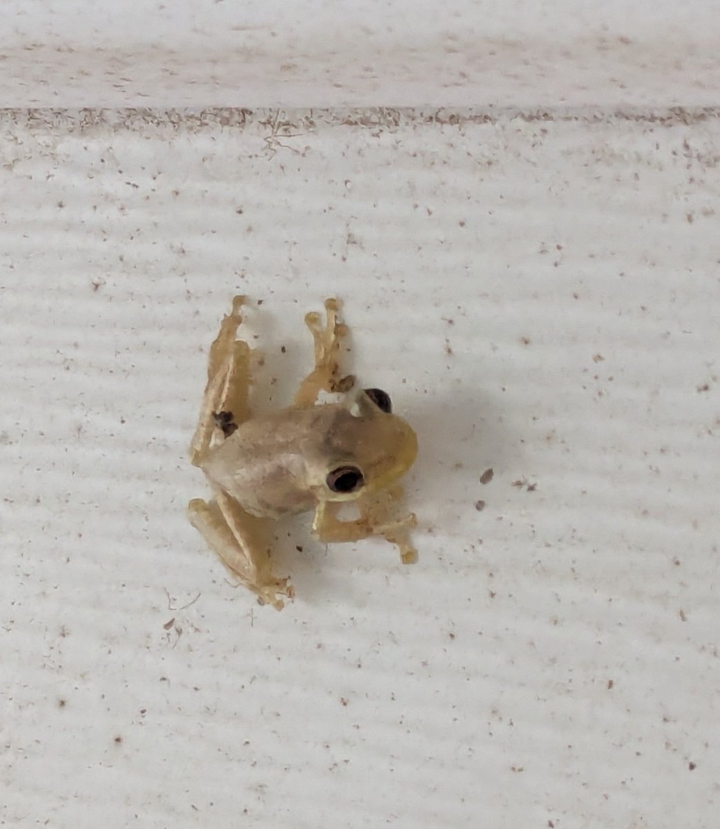 RealJoe_Cool's tweet photo. I'm not saying it's a sign...
But on the same day Robinhood Chain launches and the Ribbit ecosystem starts heating up...
A tree frog shows up on my balcony. 🐸 🐸 🐸 #gribbit 
I'll let everyone draw their own conclusions. 😂
$TIBBIR https://t.co/KvdjGQQcrP