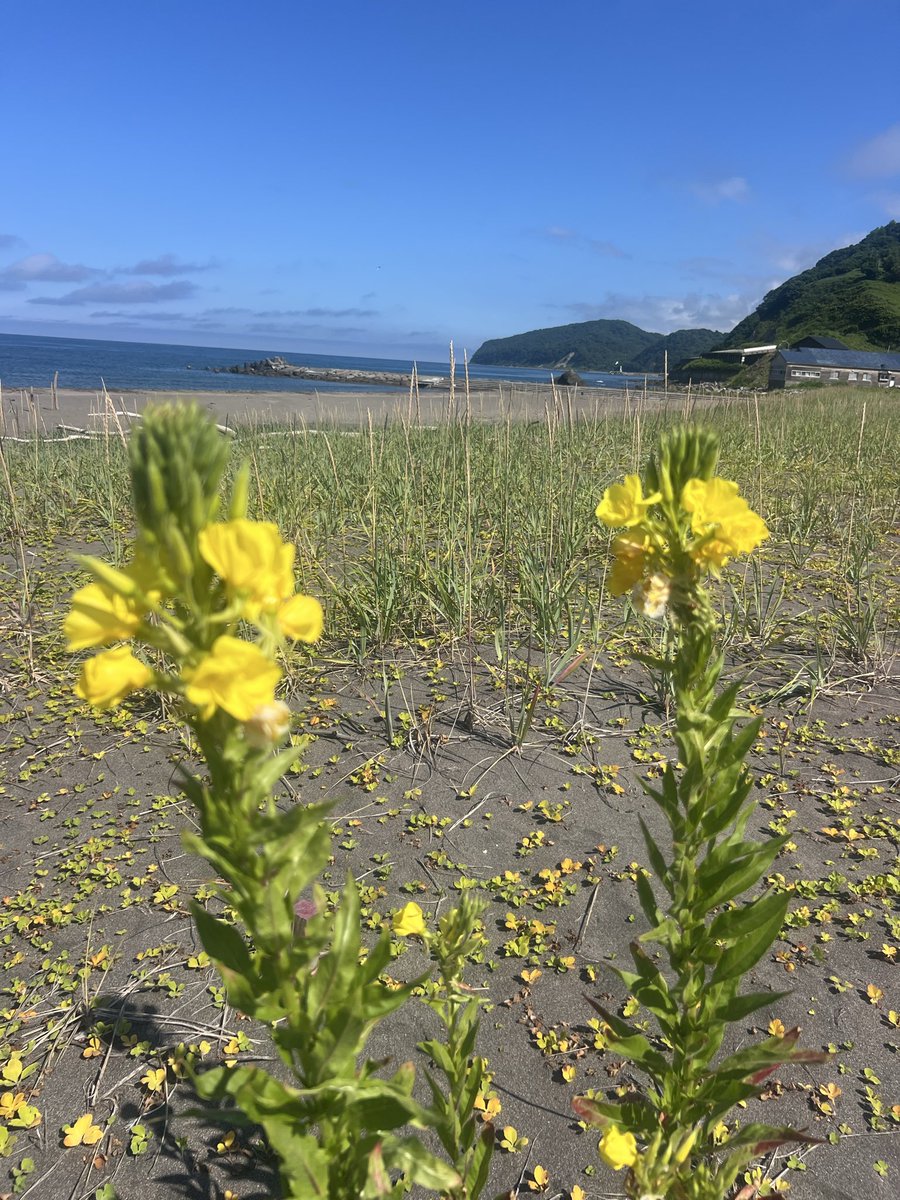 hamamasuspa's tweet photo. #石狩市浜益海浜公園
#ピリカビーチにて🏖️⛱️🏖️🏝️

#海開き7月11日（土） https://t.co/fRjMWUroa1