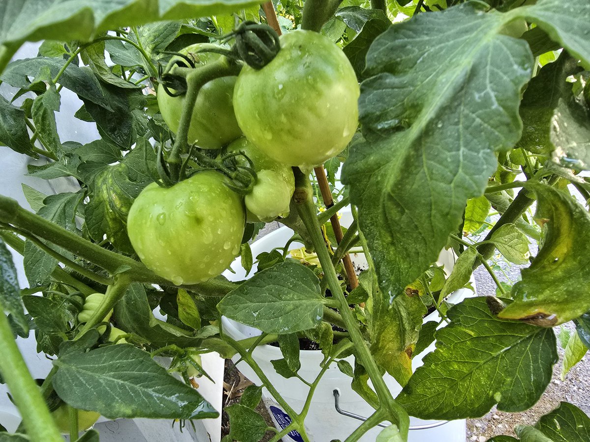indianagirl's tweet photo. @astraystay8 Tomatoes in the garden https://t.co/1Lxw1WUCI7