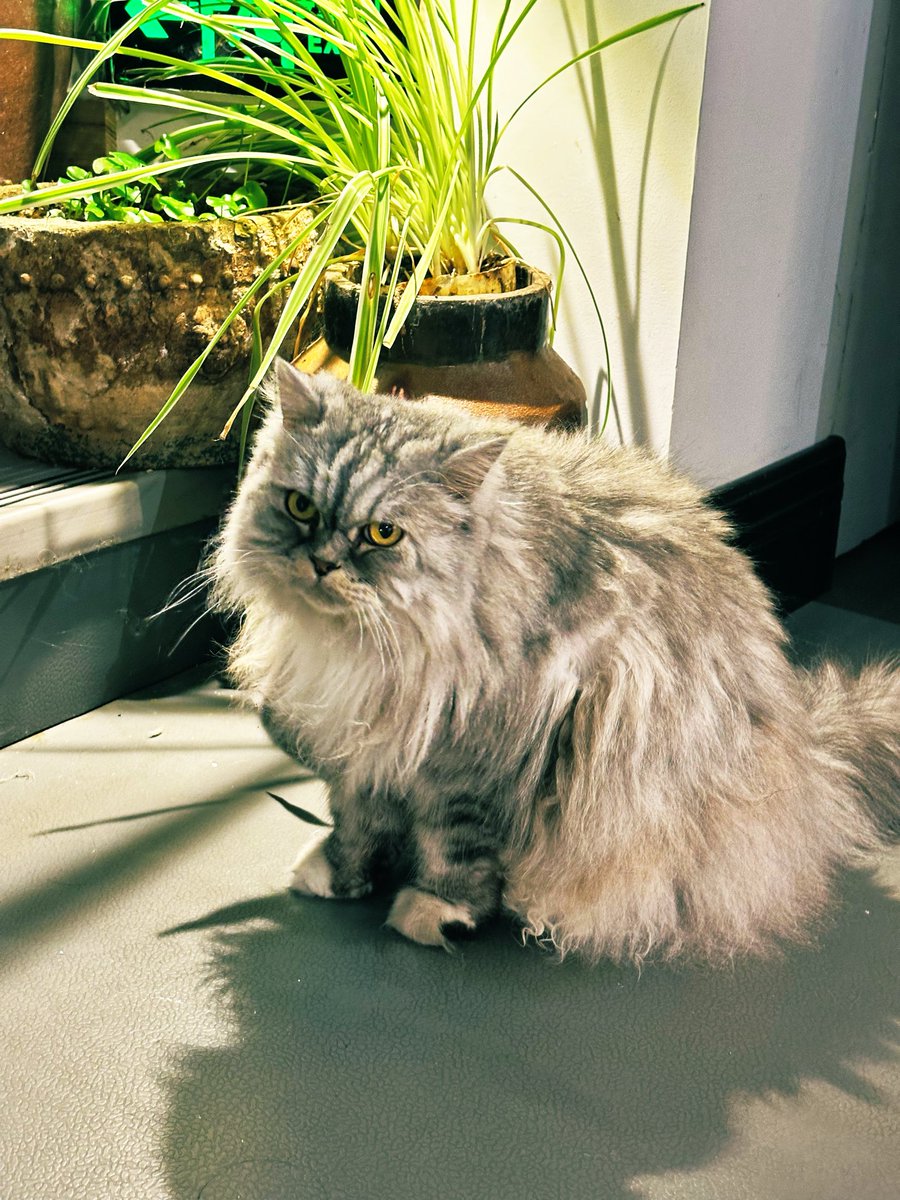 david_andrew123's tweet photo. This fluffy long-haired cat ๐ฑ wears a grumpy proud look ๐พ beside green plants ๐ฟ. It brings warm lively vibes โจ to this elegant oriental antique shop ๐๏ธ.
#ShopCat #OrientalAesthetic https://t.co/NhN4065ZVl