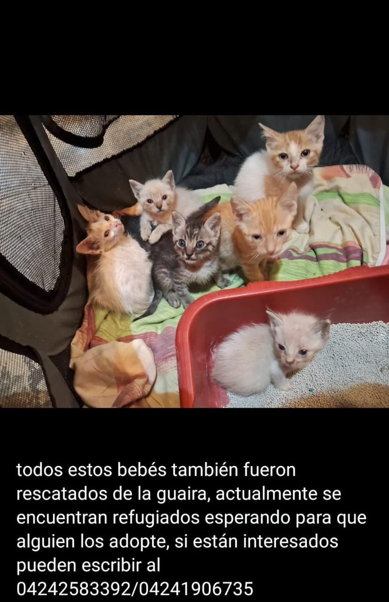 yaracalcagno's tweet photo. Urgen hogares temporales. https://t.co/BpTzuZU9Uu