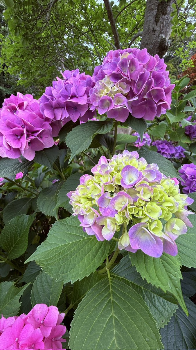rinchan7878's tweet photo. 紫陽花…色んな色✨
ゆっくり鑑賞して初めて見る
色や形ありましたね～😍
夏ですねぇ👍👍
もっと夏を感じたのは
毎年必ずやってくるクワガタ☺️
夏本番が来ます😎🍹🌴

今月もよろしくお願い
      致します😽💕
 #紫陽花
 #猫好き
 #夏が来た https://t.co/4zaBjem7Y2