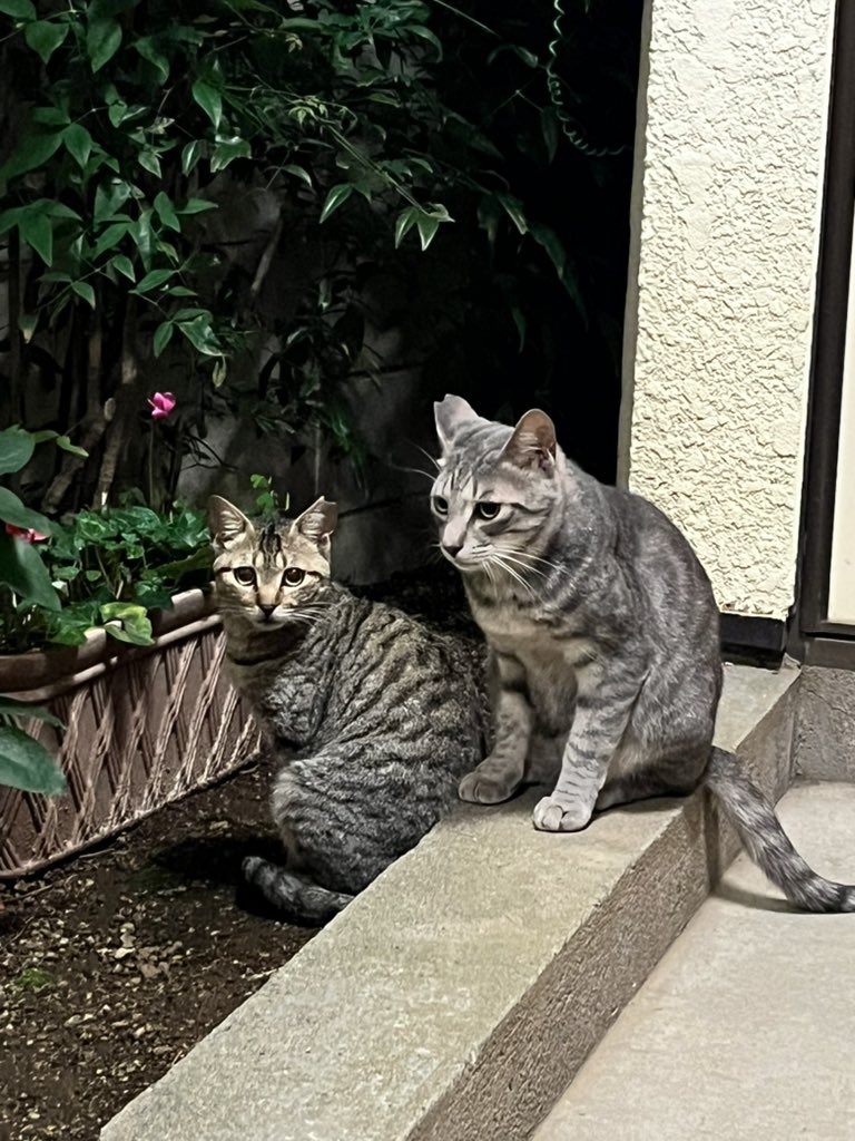 fuyuki_sing_jpn's tweet photo. おはよーー。🐱 https://t.co/7fhfEvQ6Qf