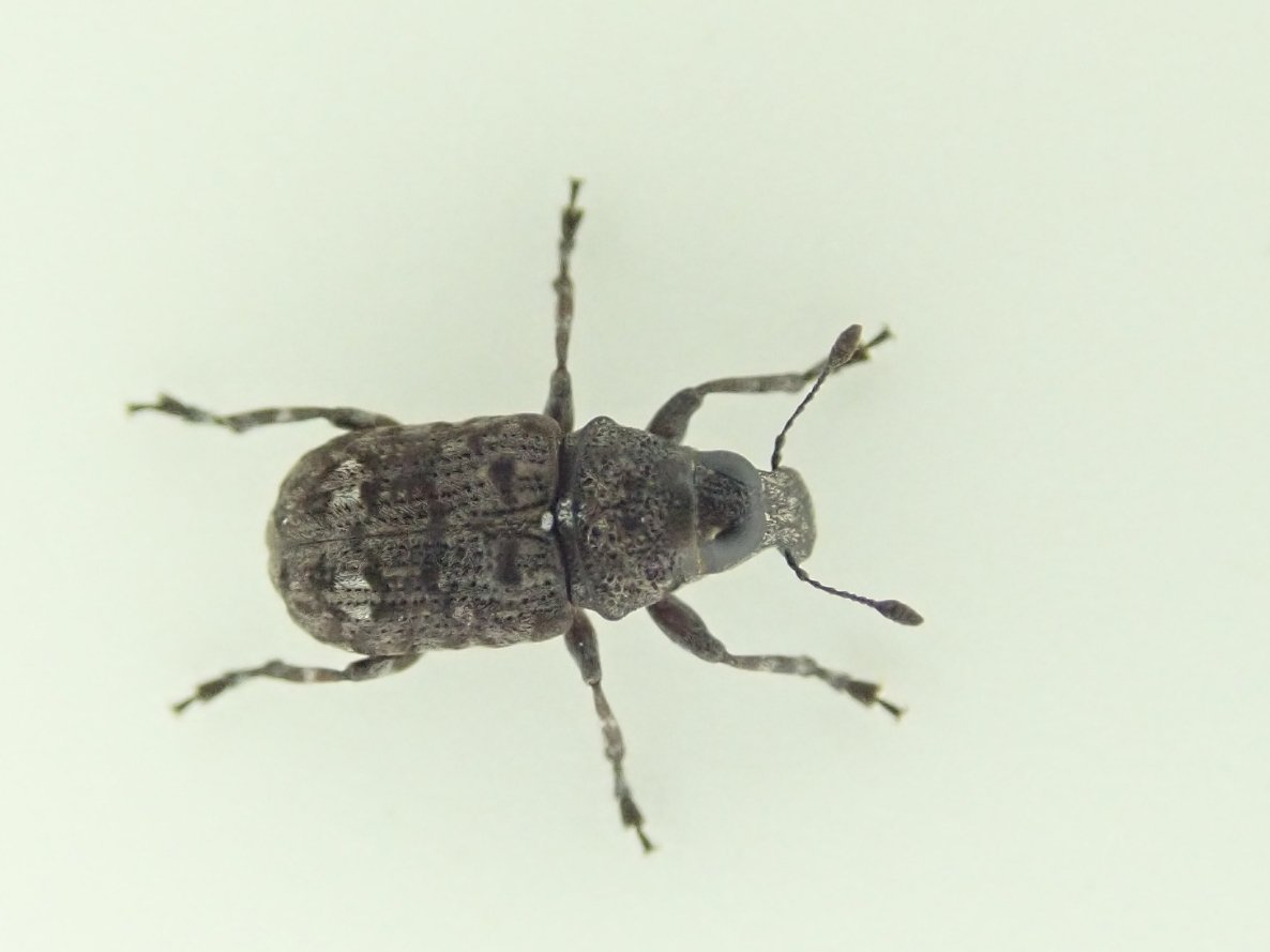 昆虫 標本 カブトムシ 3個体 南米ペルー 昆虫 標本 カブトムシ 3個体
