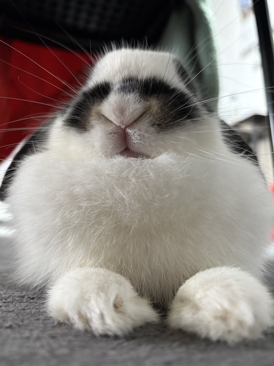 うさぎ