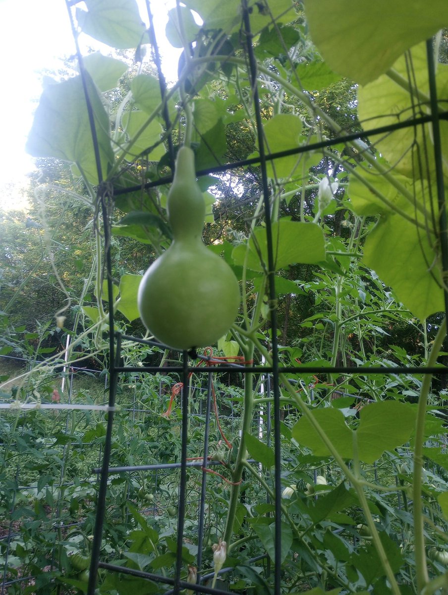 Farm Boy tweet media
