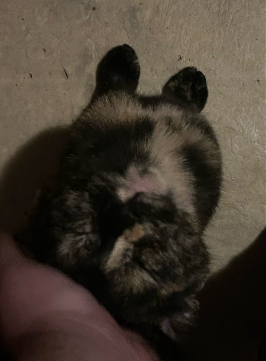 werewooftortie's tweet photo. this bein what ur seein at ur feet if u try to peepoo in my huose https://t.co/jmaQJ8GCq5