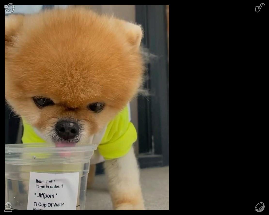 vvvtt456's tweet photo. 幼犬温柔地亲昵小宠物，展现出包容与温顺的善意。它们温暖的互动传递了平凡和谐共处的之美。😗请尽快修理好微波炉。 https://t.co/lR9n61eELc