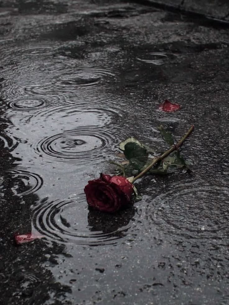 LAYANN026's tweet photo. لا ادري لأي دار أرتَمِي كُل
الأماكن ليست موطِني.🥀.

 #بوح_آخر_الليل 
 #السنغال_بلجيكا https://t.co/7z0jjDIFRC