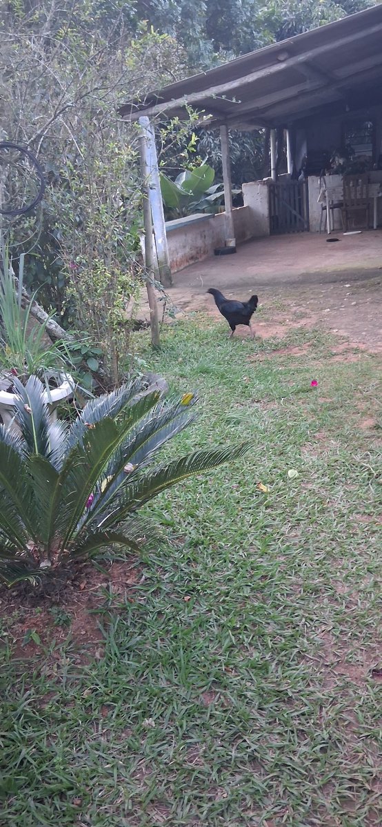 mAfe4_'s tweet photo. A galinha MAIS preta que eu já vi, a bixa era cromada no verde e tudo nela era preto, bico, olho, até a perna é cinza mano kkkkkk https://t.co/5zkKLlbzNM