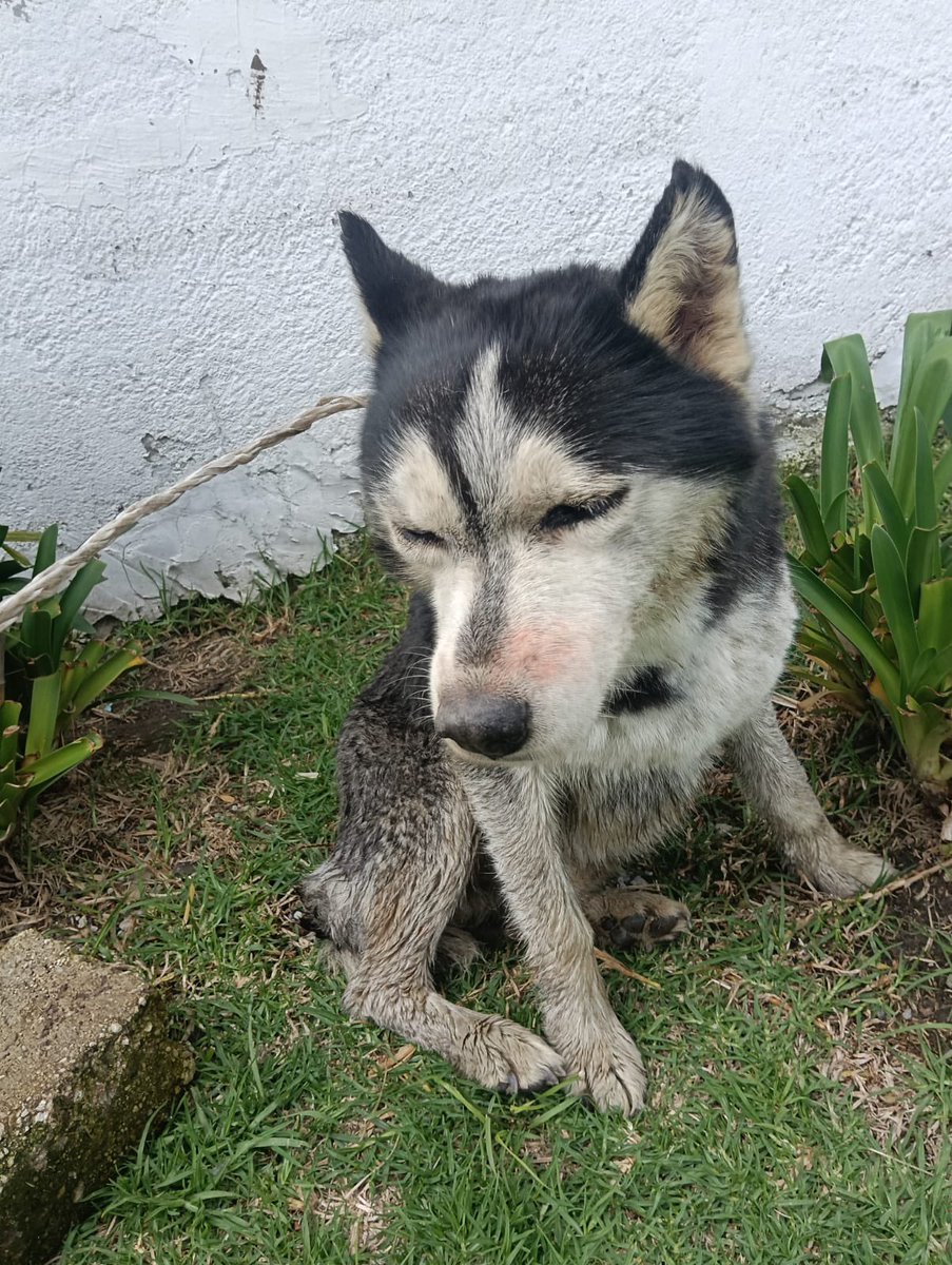 MundoPatitas's tweet photo. Los aullidos desesperados de este pequeño nos llevaron hasta un canal de aguas negras, de donde pudimos sacarlo, urge trasladarlo al Veterinario. 

Con tu ayuda, confiamos en que lo sacaremos adelante, como lo hemos hecho con tantos otros. 

• MIFEL 042180016003266661   
• Mercado Pago 722969020002228807 
•BANORTE 4915663026301003 
•BANAMEX 5204167414688390  
• PAYPAL https://t.co/O1MbpLWi46