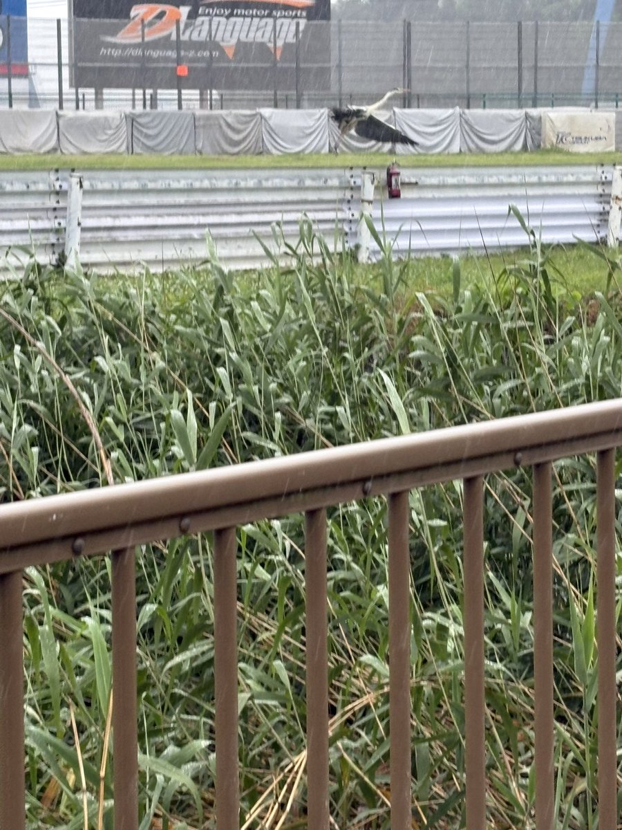 tsukuba_circuit's tweet photo. 【スタッフだより】
本日コース2000はコースメンテナンス日ですが、珍しいお客様がご来場されました。
よーく目を凝らして見てくださいね！

#アオサギ
#スタッフだより
#モータースポーツが大好きだ
#筑波サーキット
#tsukubacircuit https://t.co/JNEjWIehUC
