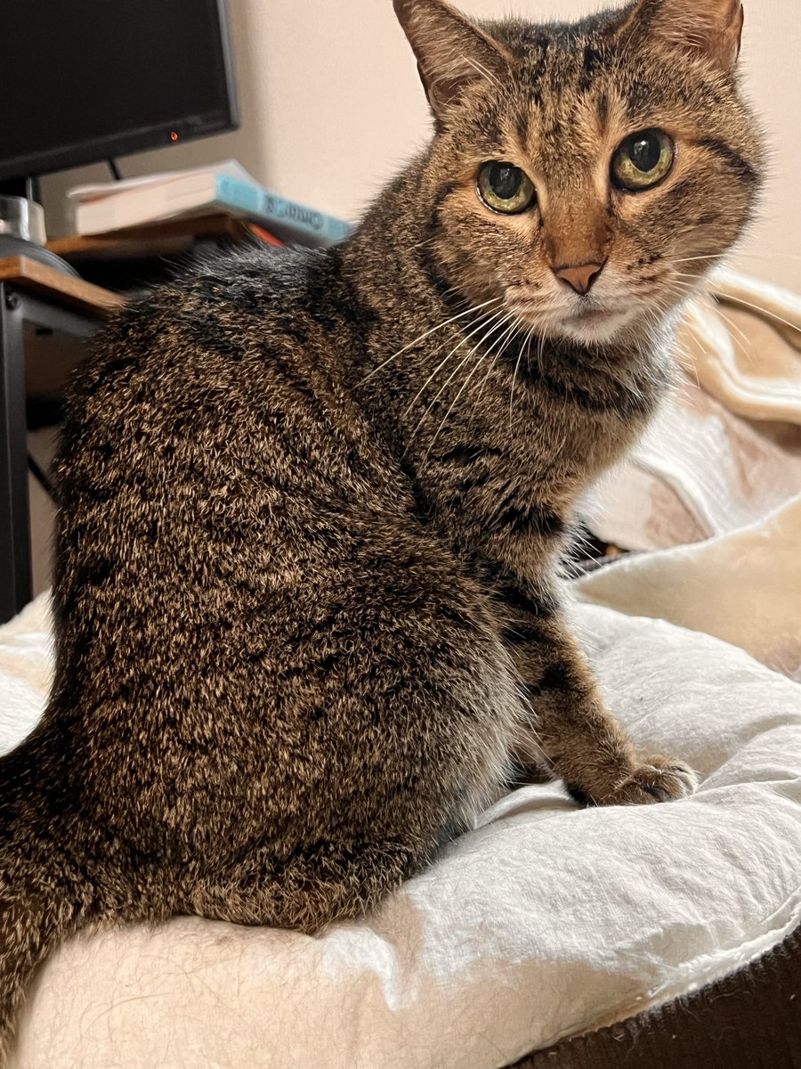 保護猫コハネ tweet media
