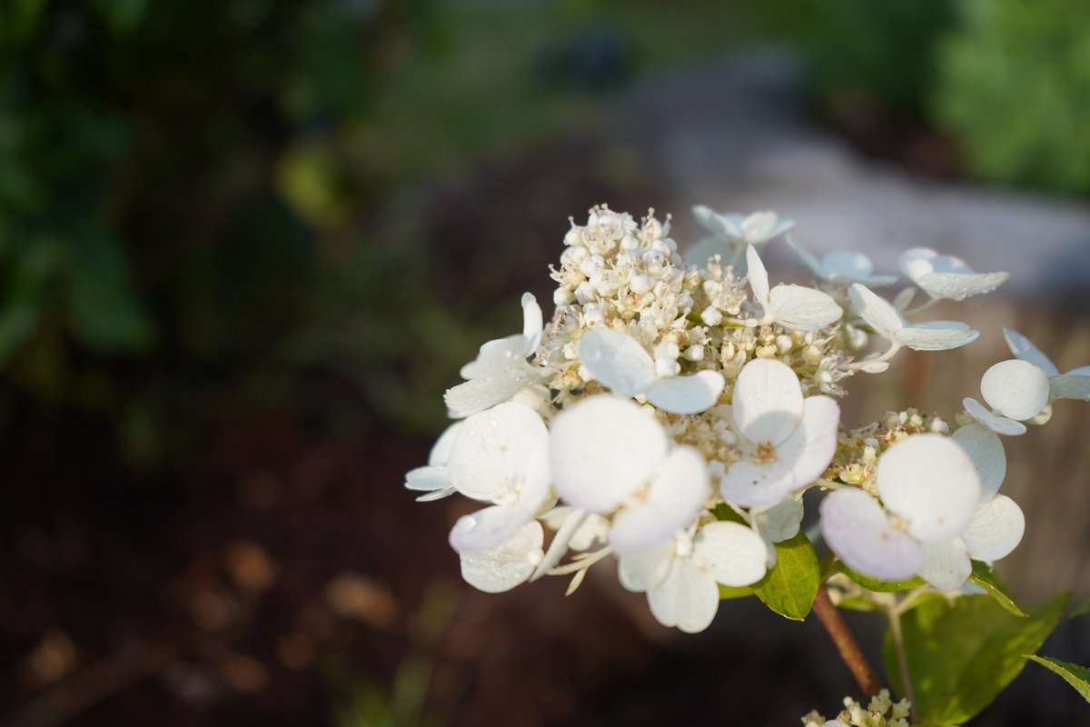 1in5kidz's tweet photo. #gardenersworld #gardens2026 #CanadaDayWeekend https://t.co/8lQRDkxFbV