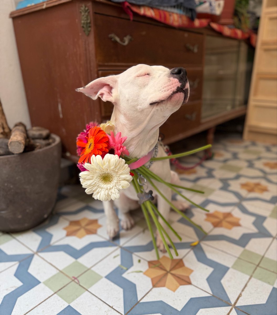 Alina_Gag's tweet photo. Me llamo Clara.

Tengo un año y soy muy noble. Me encanta jugar. Me llevo súper bien con otros perros (he convivido con muchísimos de todas las razas y de todos he sido amiga). Soy un poco sumisa. Me encanta dar cariño y recibirlo. Soy especial 🩷. Ya estoy esterilizada. https://t.co/NQXildszzy