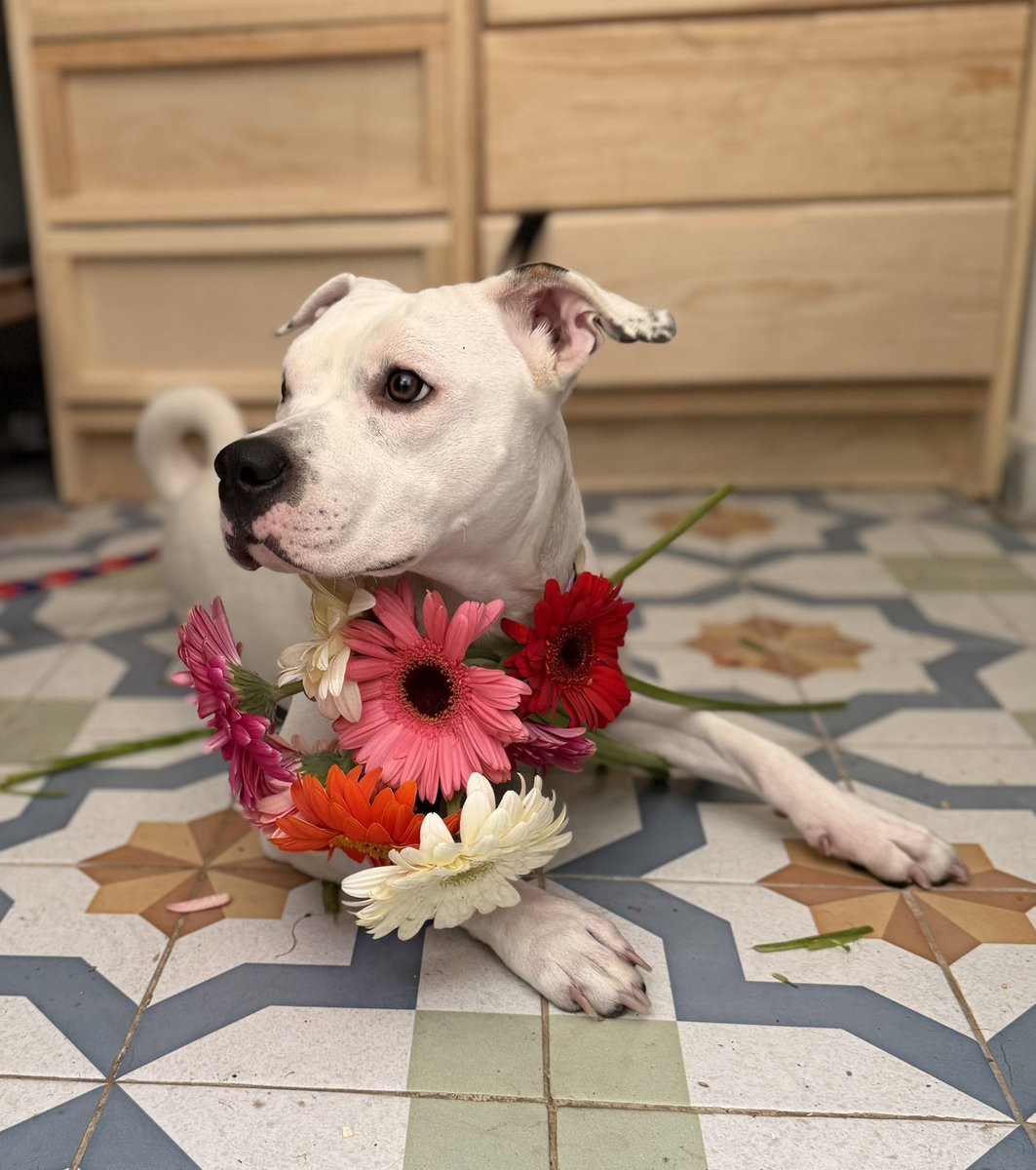 Alina_Gag's tweet photo. Me llamo Clara.

Tengo un año y soy muy noble. Me encanta jugar. Me llevo súper bien con otros perros (he convivido con muchísimos de todas las razas y de todos he sido amiga). Soy un poco sumisa. Me encanta dar cariño y recibirlo. Soy especial 🩷. Ya estoy esterilizada. https://t.co/NQXildszzy