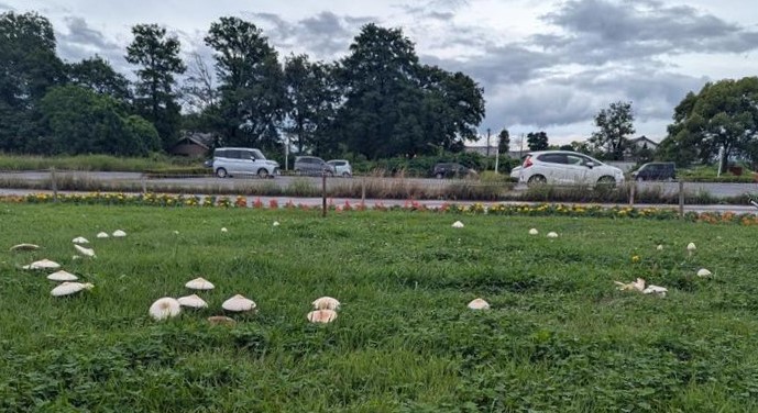 sakitama_museum's tweet photo. 🍄毒キノコ注意🍄 
 
さきたま古墳公園にキノコ！ 
一見きれいな白色をしていますが 
〝毒キノコである可能性があります″ 
見かけても近づかぬよう、お気を付けください 
※発見したキノコは既に取り除いています 
 
＃さきたま古墳公園 
＃オオシロカラカサタケ？ https://t.co/kLqtYSScK9