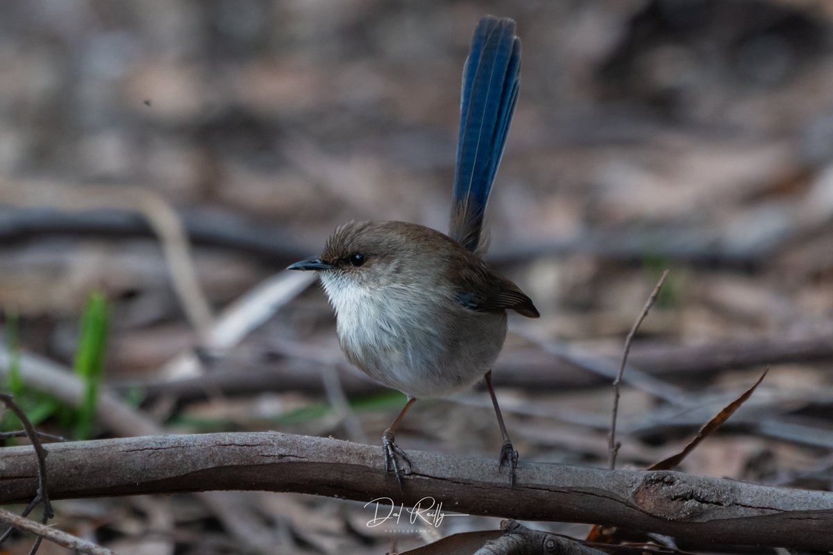 dallysbackyard's tweet photo. A male Superb Fairy-wren out and about on another grey day in the garden🙂🐦 #aussiebirds #Gippsland #abcaustralia #abcmyphoto #abcinmelbourne #visitgippsland #latrobevalley
#getbacktogippsland #ausgeo #visitlatrobecity #exquisitepics20_australia #nikonz8 https://t.co/ePQdW3d2V3