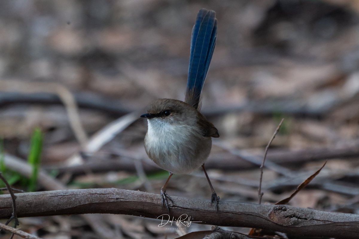 dallysbackyard's tweet photo. A male Superb Fairy-wren out and about on another grey day in the garden🙂🐦 #aussiebirds #Gippsland #abcaustralia #abcmyphoto #abcinmelbourne #visitgippsland #latrobevalley
#getbacktogippsland #ausgeo #visitlatrobecity #exquisitepics20_australia #nikonz8 https://t.co/ePQdW3d2V3