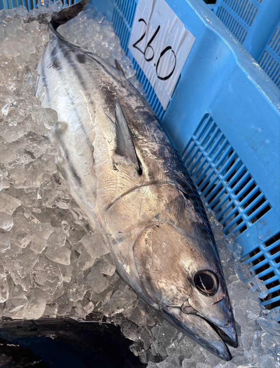 kuretaishomachi's tweet photo. 今日も！かつお！いっぱいあるよ！🐟 https://t.co/knFZsw6xyX